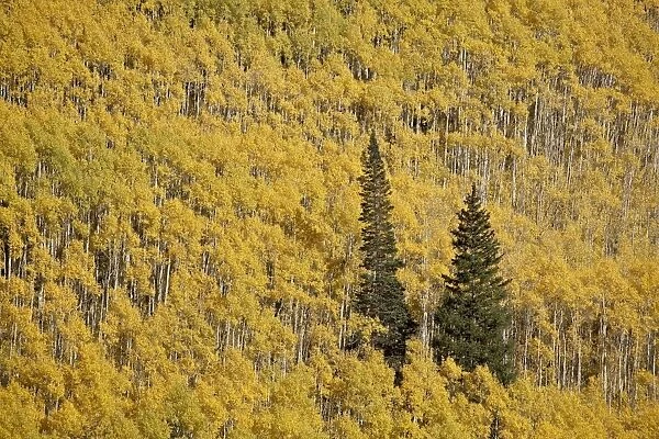 Two evergreen trees among yellow aspen trees in the fall, White River National Forest