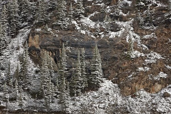 Evergreens on a cliff with fresh snow, Jasper National Park, UNESCO World Heritage Site, Alberta, Canada, North America