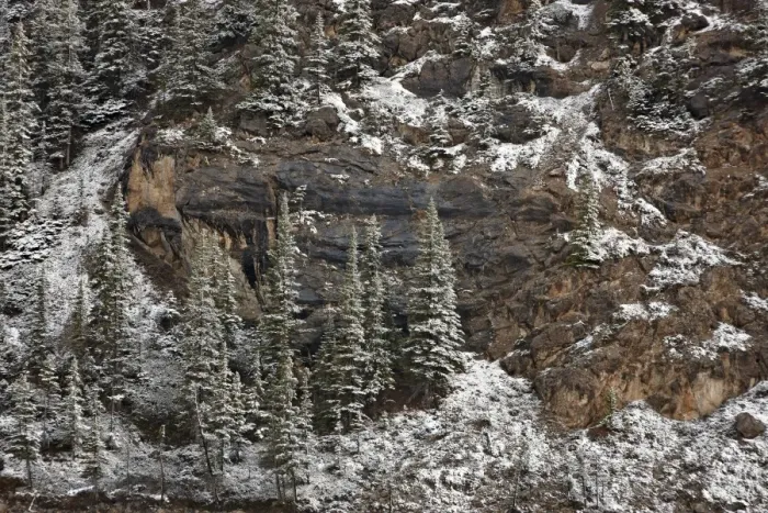 Framed Print : Evergreens on a cliff with fresh snow, Jasper National Park, UNESCO World Heritage Site, Alberta, Canada, North America Framed Print : Evergreens on a cliff with fresh snow, Jasper National Park, UNESCO World Heritage Site, Alberta, Canada, North America