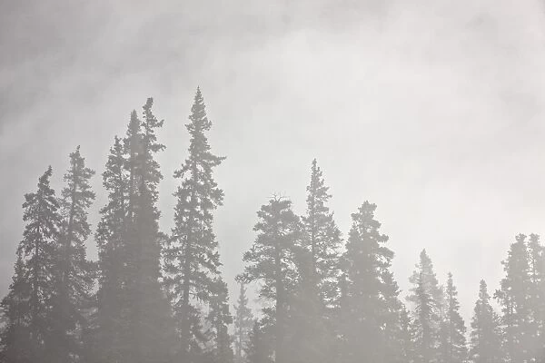 Evergreens surrounded by fog, Jasper National Park, UNESCO World Heritage Site, Alberta, Canada, North America