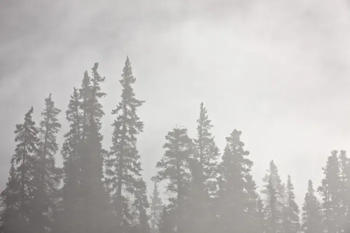 Framed Print : Evergreens surrounded by fog, Jasper National Park, UNESCO World Heritage Site, Alberta, Canada, North America Framed Print : Evergreens surrounded by fog, Jasper National Park, UNESCO World Heritage Site, Alberta, Canada, North America