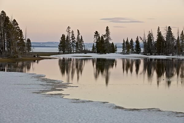 Evergreens along Yellowstone Lake in the early spring at sunset, Yellowstone National Park, UNESCO World Heritage Site, Wyoming, United States of America, North America