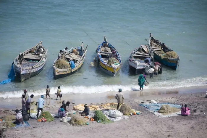 Framed Print : Everybody joins in as the mornings catch of fish is unloaded, Dhanushkodi Framed Print : Everybody joins in as the mornings catch of fish is unloaded, Dhanushkodi