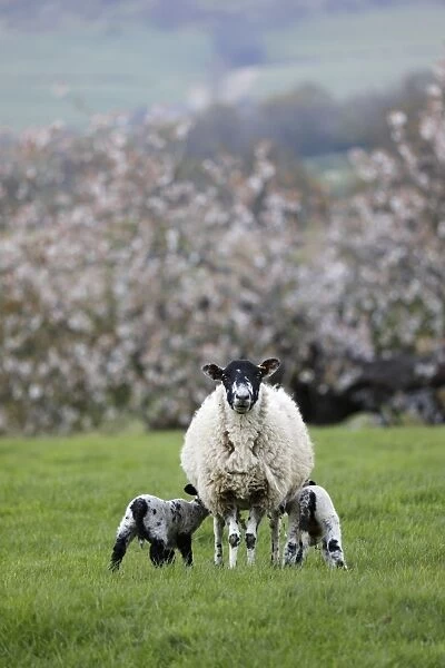 Ewe feeding two lambs in field in spring, Mickleton, Cotswolds, Gloucestershire, England