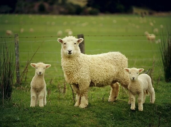 Ewe and twin lambs on sheep farm