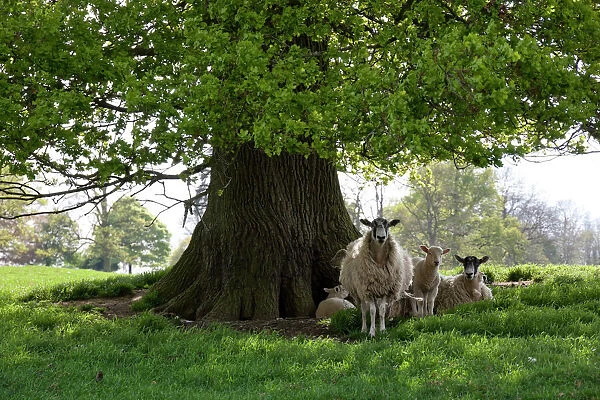 Ewes and lambs under shade of oak tree, Chipping Campden, Cotswolds, Gloucestershire