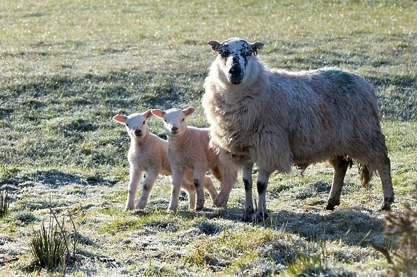 Ewes and lambs at springtime on the Mynydd Epynt range, Powys, Wales, United Kingdom