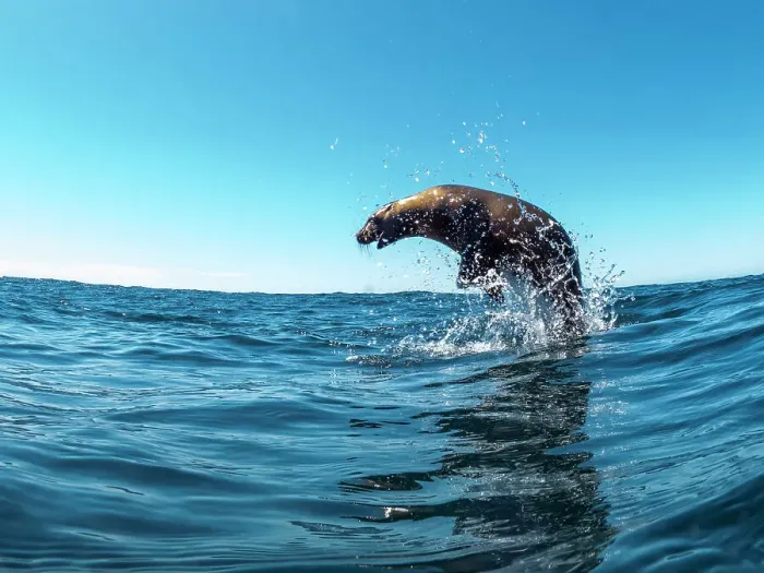 Framed Print : Excited California sea lion (Zalophus californianus), leaping from the water, Isla San Pedro Martir, Baja California, Mexico, North America Framed Print : Excited California sea lion (Zalophus californianus), leaping from the water, Isla San Pedro Martir, Baja California, Mexico, North America