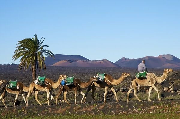 Excursion by camel to visit volcano, National Park of Timanfaya, Lanzarote