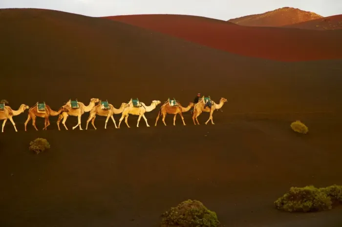 Framed Print : Excursion by camel to visit volcano, National Park of Timanfaya, Lanzarote Framed Print : Excursion by camel to visit volcano, National Park of Timanfaya, Lanzarote