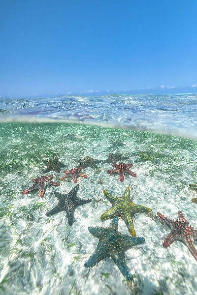 Exotic starfish under the breaking waves in the transparent water of the Indian Ocean, Zanzibar, Tanzania, East Africa, Africa