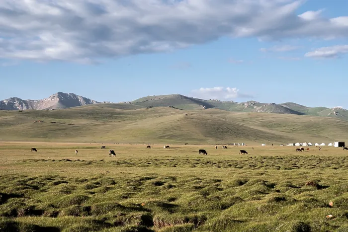 Framed Print : Expansive grasslands of Song Kol with majestic mountains and grazing livestock under a clear blue sky Framed Print : Expansive grasslands of Song Kol with majestic mountains and grazing livestock under a clear blue sky