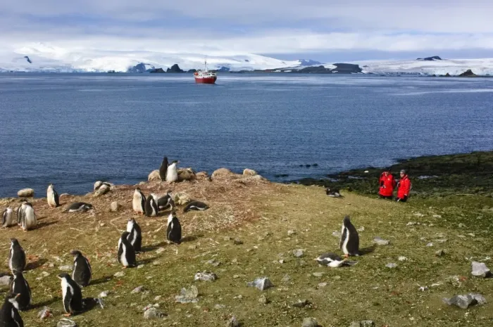 Framed Print : Exploring gentoo penguin colony, Aitcho Islands, Antarctica, Polar Regions