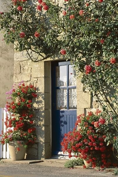 Exterior of a blue door surrounded by red flowers, roses and geraniums, St