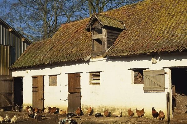 Exterior of a farm outhouse with chickens in the farmyard, near Montreuil in the Crequois Valley