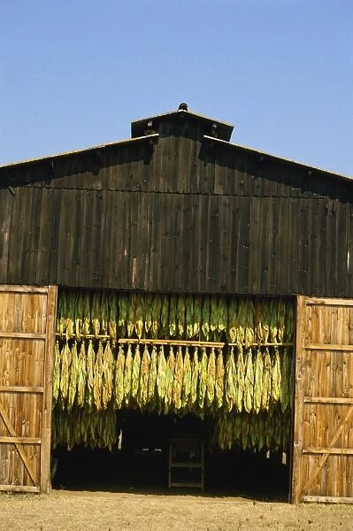 Exterior view of large shed used for drying tobacco, Bergerac, Aquitaine, France, Europe