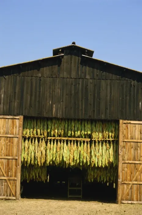 Framed Print : Exterior view of large shed used for drying tobacco, Bergerac, Aquitaine, France, Europe Framed Print : Exterior view of large shed used for drying tobacco, Bergerac, Aquitaine, France, Europe