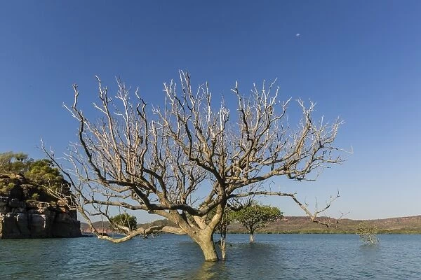 Extreme high tide covers trees in the Hunter River, Kimberley, Western Australia, Australia, Pacific