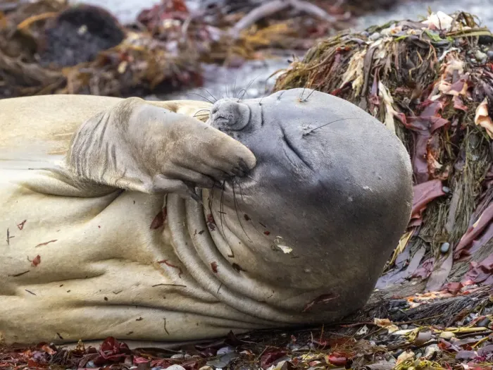 Framed Print : The face of a molting southern elephant seal (Mirounga leonina), on the beach on Snow Island, Antarctica, Polar Regions Framed Print : The face of a molting southern elephant seal (Mirounga leonina), on the beach on Snow Island, Antarctica, Polar Regions