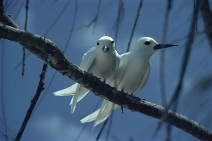 Framed Print : Fairy terns, Seychelles, Indian Ocean, Africa Framed Print : Fairy terns, Seychelles, Indian Ocean, Africa
