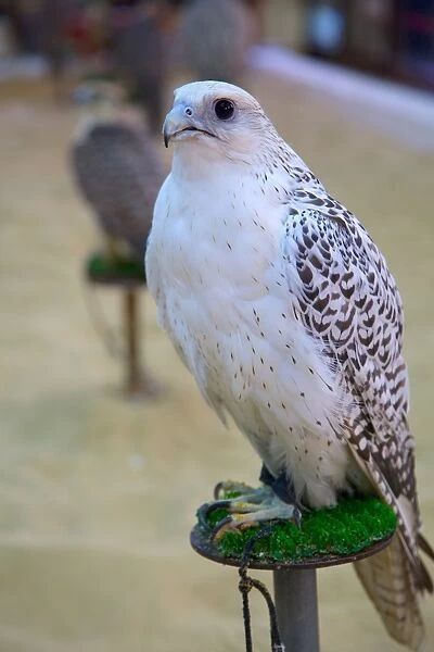 Falcon, Falcon Souq, Waqif Souq, Doha, Qatar, Middle East