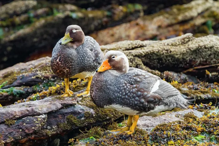 Framed Print : Falkland Steamerduck (Tachyeres brachypterus) pair on New Island in the Falkland Islands Framed Print : Falkland Steamerduck (Tachyeres brachypterus) pair on New Island in the Falkland Islands