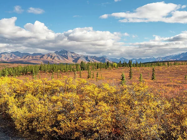 Fall color change amongst the trees and shrubs in Denali National Park, Alaska, United States of America, North America