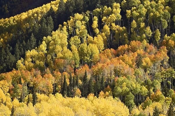 Fall color pattern with aspens and evergreens