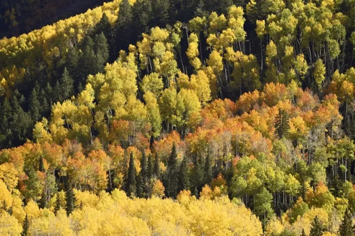 Framed Print : Fall color pattern with aspens and evergreens Framed Print : Fall color pattern with aspens and evergreens