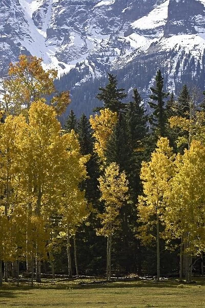 Fall colors of aspens with evergreens
