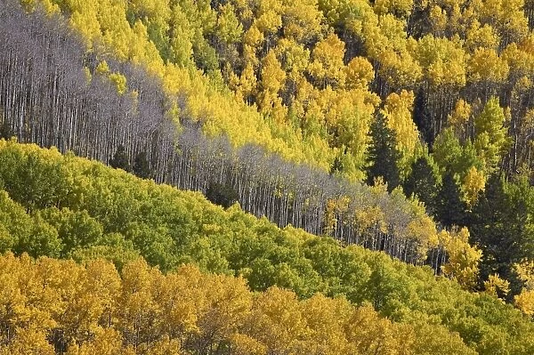 Fall colors of aspens with evergreens