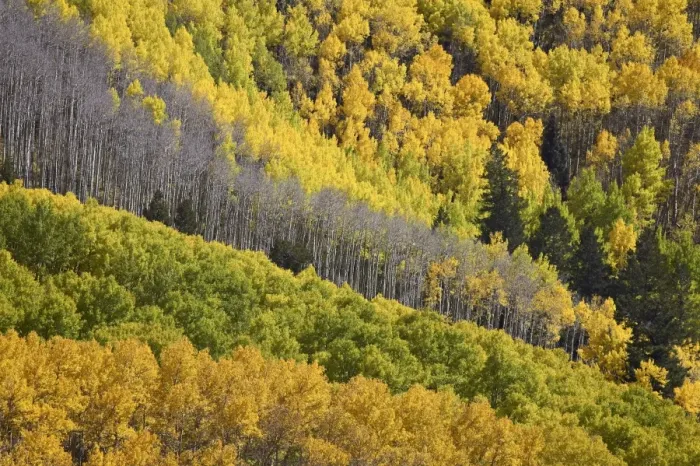 Framed Print : Fall colors of aspens with evergreens Framed Print : Fall colors of aspens with evergreens