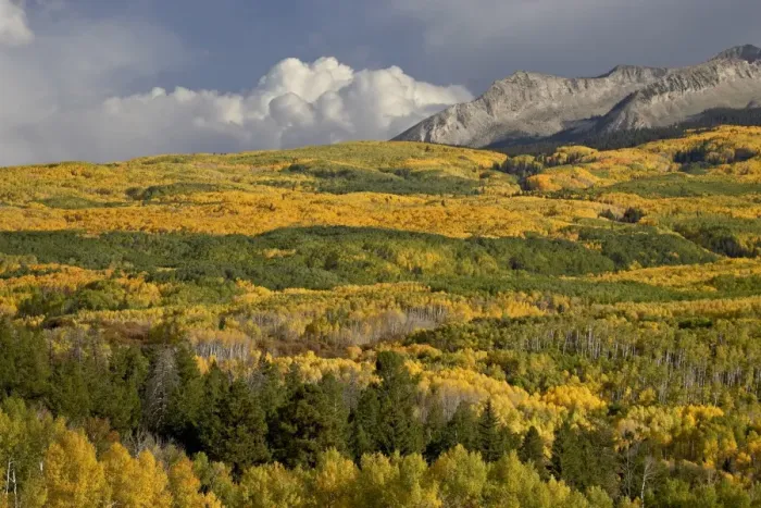 Framed Print : Fall colors, Gunnison National Forest, Colorado, United States of America, North America Framed Print : Fall colors, Gunnison National Forest, Colorado, United States of America, North America