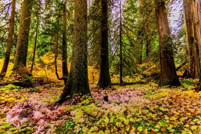 Framed Print : Fall colors throughout Mount Rainier National Park, Washington State Framed Print : Fall colors throughout Mount Rainier National Park, Washington State