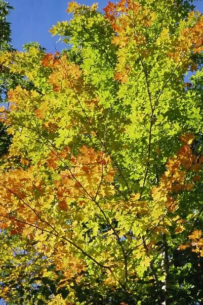 Fall foliage, Canada, North America