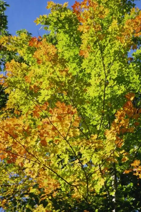 Framed Print : Fall foliage, Canada, North America Framed Print : Fall foliage, Canada, North America