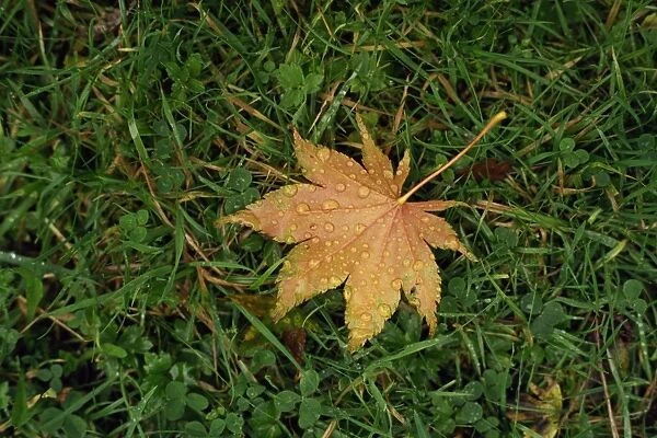 Fallen leaf on grass, with dew drops