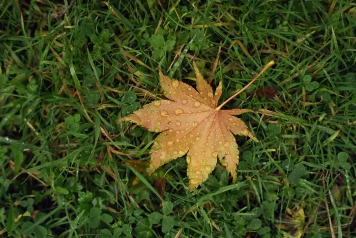 Framed Print : Fallen leaf on grass, with dew drops Framed Print : Fallen leaf on grass, with dew drops