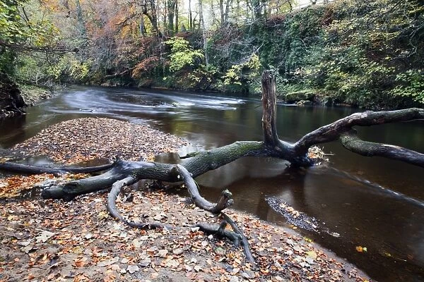 Fallen tree by the River Nidd at Knaresborough, North Yorkshire, Yorkshire, England, United Kingdom, Europe