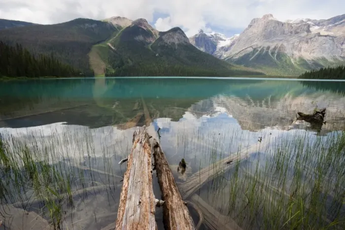 Framed Print : Fallen tree trunks, Emerald Lake, Yoho National Park, UNESCO World Heritage Site Framed Print : Fallen tree trunks, Emerald Lake, Yoho National Park, UNESCO World Heritage Site