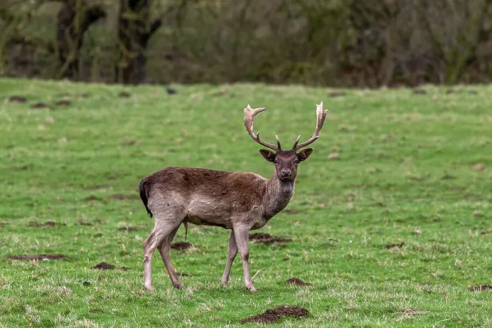 Framed Print : Fallow deer with antlers standing in a green field with trees in the background, United Kingdom, Europe Framed Print : Fallow deer with antlers standing in a green field with trees in the background, United Kingdom, Europe