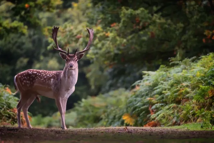 Framed Print : Fallow deer (Dama dama) in an autumnal forest, Bradgate, England, United Kingdom, Europe