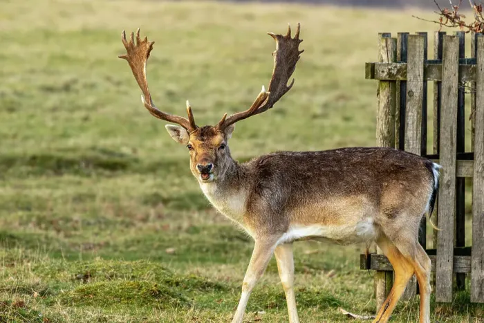 Framed Print : Fallow deer with impressive antlers standing by a wooden fence in a grassy field, United Kingdom, Europe Framed Print : Fallow deer with impressive antlers standing by a wooden fence in a grassy field, United Kingdom, Europe