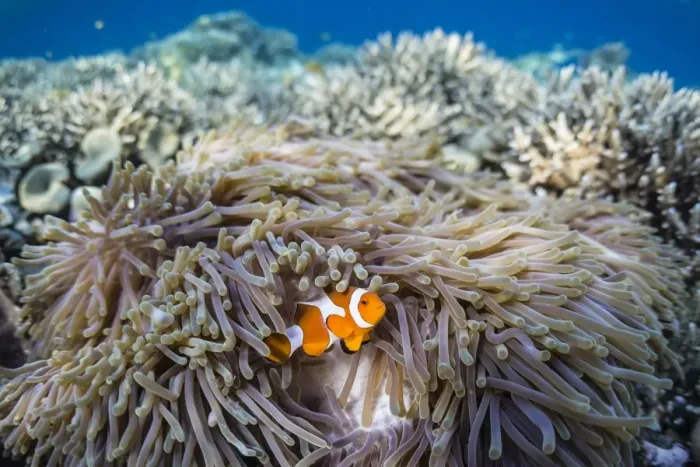 Framed Print : False clown anemonefish (Amphiprion ocellaris), Sebayur Island, Komodo Island National Park, Indonesia, Southeast Asia, Asia Framed Print : False clown anemonefish (Amphiprion ocellaris), Sebayur Island, Komodo Island National Park, Indonesia, Southeast Asia, Asia