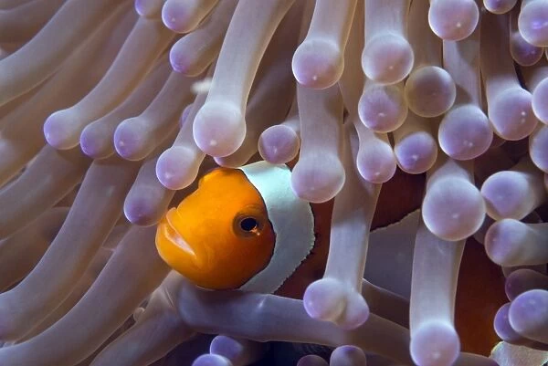 False clown anenomefish (Amphiprion ocellaris) in the tentacles of its host anemone, Celebes Sea, Sabah, Malaysia, Southeast Asia, Asia