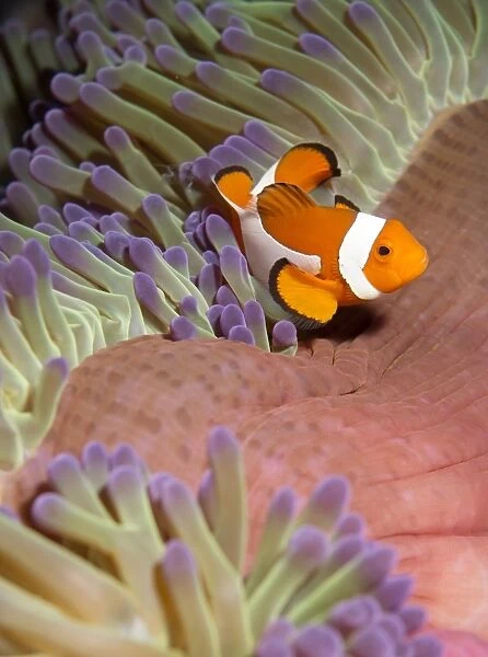 False clown anenomefish (Amphiprion ocellaris) in the tentacles of its host anenome, Celebes Sea, Sabah, Malaysia, Southeast Asia, Asia