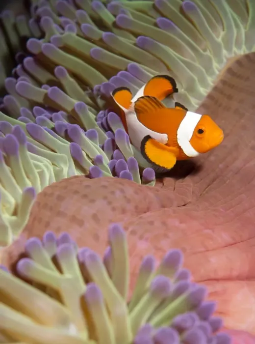 Framed Print : False clown anenomefish (Amphiprion ocellaris) in the tentacles of its host anenome, Celebes Sea, Sabah, Malaysia, Southeast Asia, Asia Framed Print : False clown anenomefish (Amphiprion ocellaris) in the tentacles of its host anenome, Celebes Sea, Sabah, Malaysia, Southeast Asia, Asia