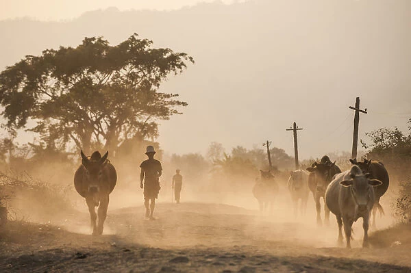 Famers bring their cows home along a dusty road in Kachin State, Myanmar (Burma), Asia