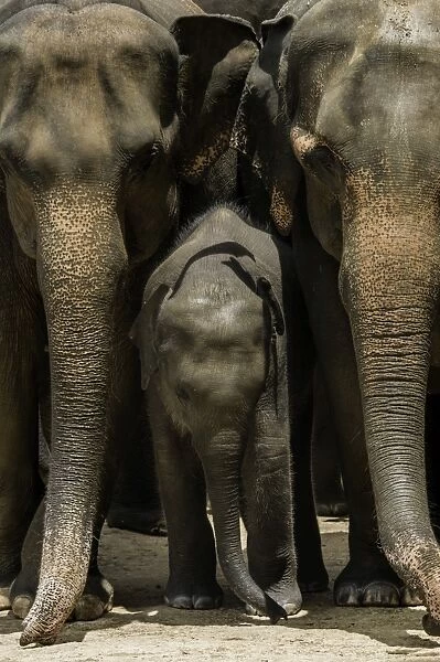 Family of elephants at the Pinnewala Elephant Orphanage, Sri Lanka, Asia