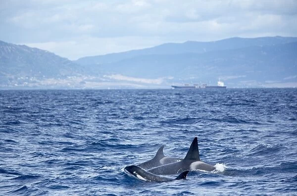 Family of killer whales (Orcinus orca) at surface off Tarifa coast